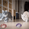Interactive Cat Toy Ball Spring Set Cat Toy Balls For Chasing Hunting Active Play 4
