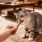 Natural Silvervine Cat Chew Sticks Set Silvervine Cat Sticks For Dental Care Play Enrichment 3