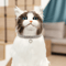 ThreeRow Rhinestone Pet Collar Rhinestone Pet Collar For Cats Dogs With Elegant Heart Charm Design 6