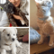 ThreeRow Rhinestone Pet Collar Rhinestone Pet Collar For Cats Dogs With Elegant Heart Charm Design 7