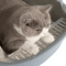 SemiEnclosed Cat Litter Box Cat Litter Box With High Sides Splashproof Design For Cleaner Homes 9