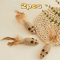 2Pack Feather Tail Mouse Cat Toys Interactive Cat Toys For Hunting Chewing Active Play 1