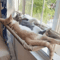 Window Mounted Cat Hammock Bed Cat Window Hammock With Strong Suction Cups For Lounging Climbing 11