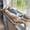 Window Mounted Cat Hammock Bed Cat Window Hammock With Strong Suction Cups For Lounging Climbing 11