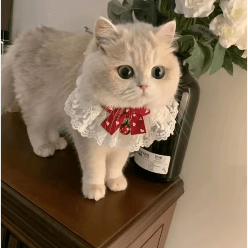 Princess Lace Pet Collar With Bow Bell Pet Collar For Cats Small Dogs 1