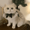 Princess Lace Pet Collar With Bow Bell Pet Collar For Cats Small Dogs 3