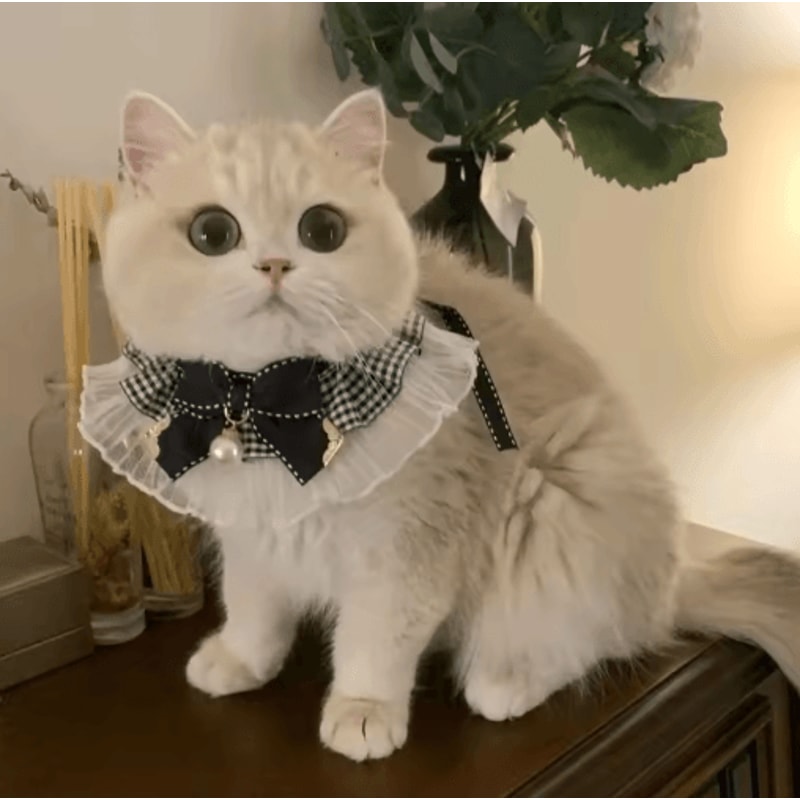 Princess Lace Pet Collar With Bow Bell Pet Collar For Cats Small Dogs 3