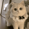 Princess Lace Pet Collar With Bow Bell Pet Collar For Cats Small Dogs 4