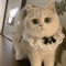 Princess Lace Pet Collar With Bow Bell Pet Collar For Cats Small Dogs 4