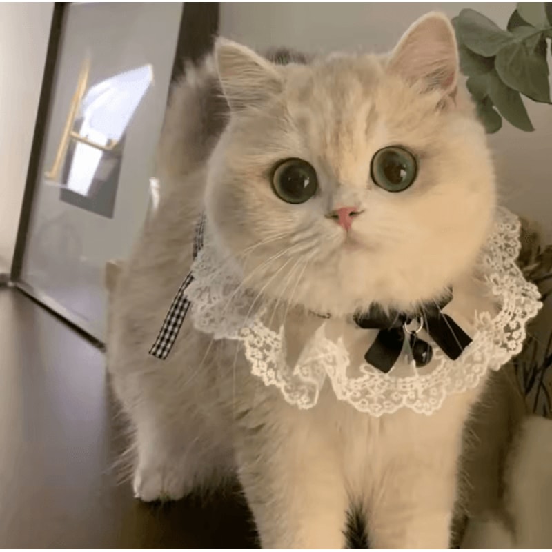 Princess Lace Pet Collar With Bow Bell Pet Collar For Cats Small Dogs 4