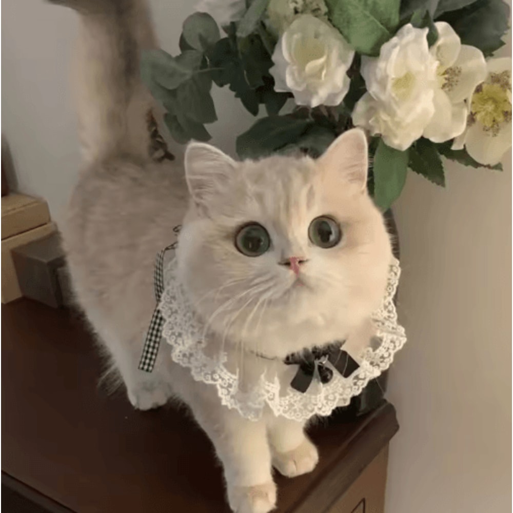 Princess Lace Pet Collar With Bow Bell Pet Collar For Cats Small Dogs 6