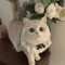 Princess Lace Pet Collar With Bow Bell Pet Collar For Cats Small Dogs 6