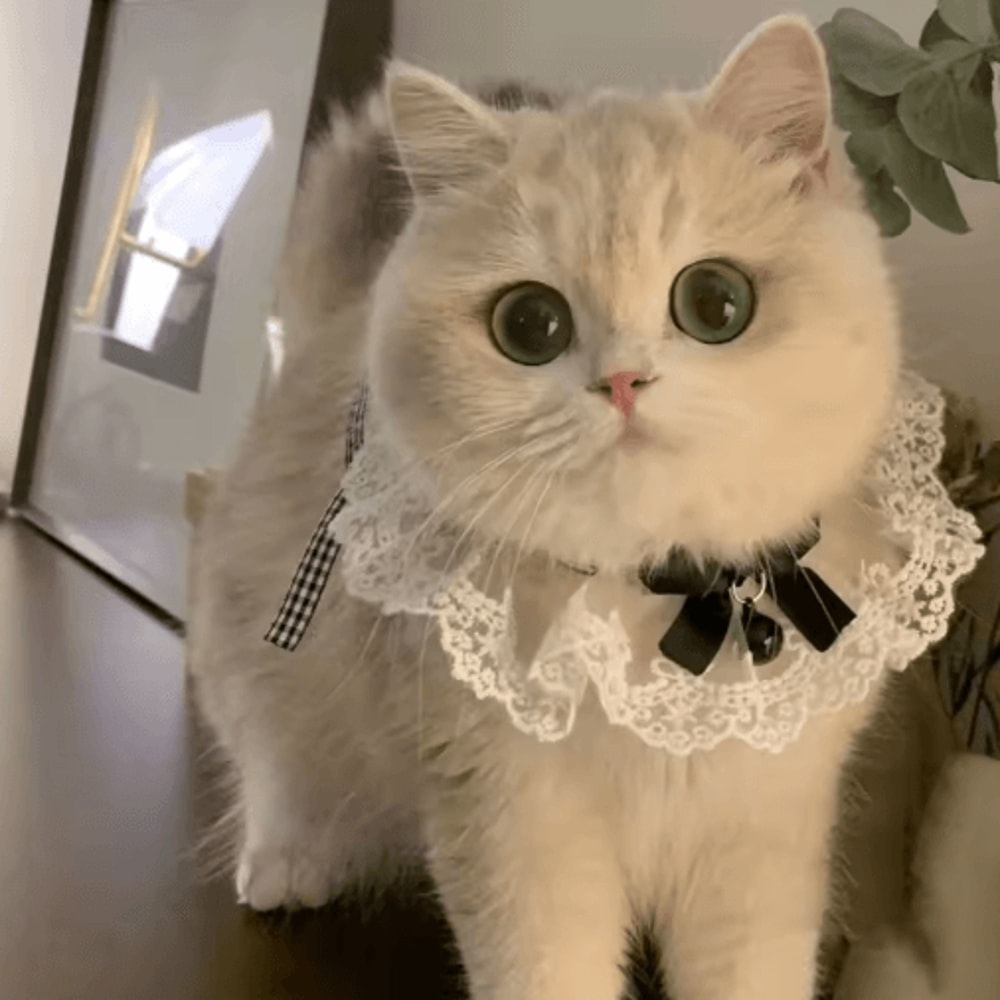 Princess Lace Pet Collar With Bow Bell Pet Collar For Cats Small Dogs 7