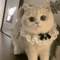 Princess Lace Pet Collar With Bow Bell Pet Collar For Cats Small Dogs 7
