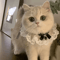 Princess Lace Pet Collar With Bow Bell Pet Collar For Cats Small Dogs 7