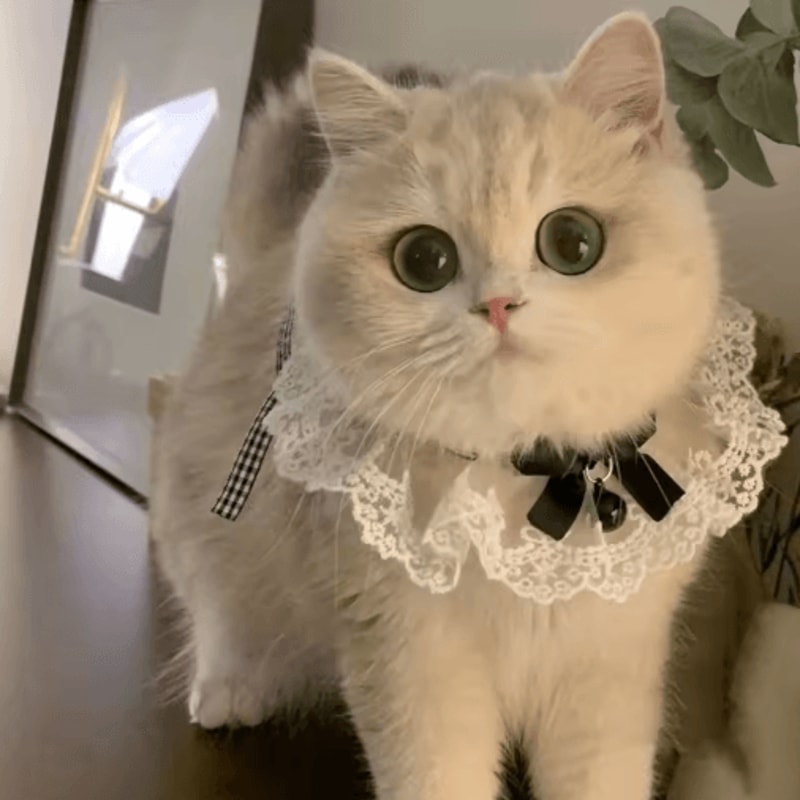 Princess Lace Pet Collar With Bow Bell Pet Collar For Cats Small Dogs 7