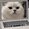 Mini Cat Laptop Toy Mirror Interactive Cat Toy For Curious Kittens Playful Cats 3