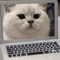 Mini Cat Laptop Toy Mirror Interactive Cat Toy For Curious Kittens Playful Cats 3
