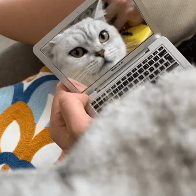 Mini Cat Laptop Toy Mirror Interactive Cat Toy For Curious Kittens Playful Cats 4