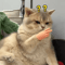 Stretchable Finger Cat Teaser Toy Interactive Cat Toy With HighElasticity TPR Design 16
