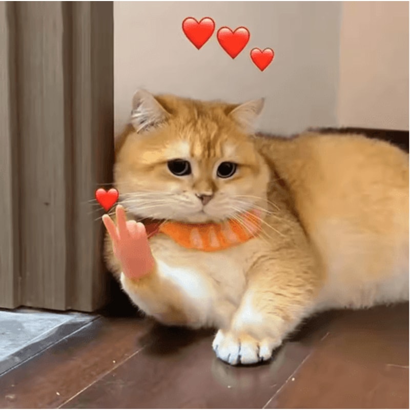 Stretchable Finger Cat Teaser Toy Interactive Cat Toy With HighElasticity TPR Design 17