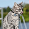 PawPrint Personalized Pet ID Tag With Custom Engraving 2