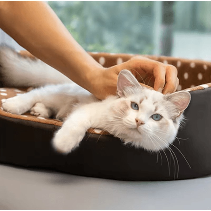 CozyCloud Dot Sponge Pet Bed Cushion For Cats And Small Dogs 8