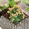 GardenShield AntiDig Cat Scat Mat With Protective Spikes 5