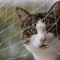 Transparent Cat Safety Net For Balconies Stairs And Windows 6