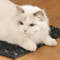 Self Cleaning Cat Grooming Massage Comb Hair Removal Brush Scratch Massager For Cats 7