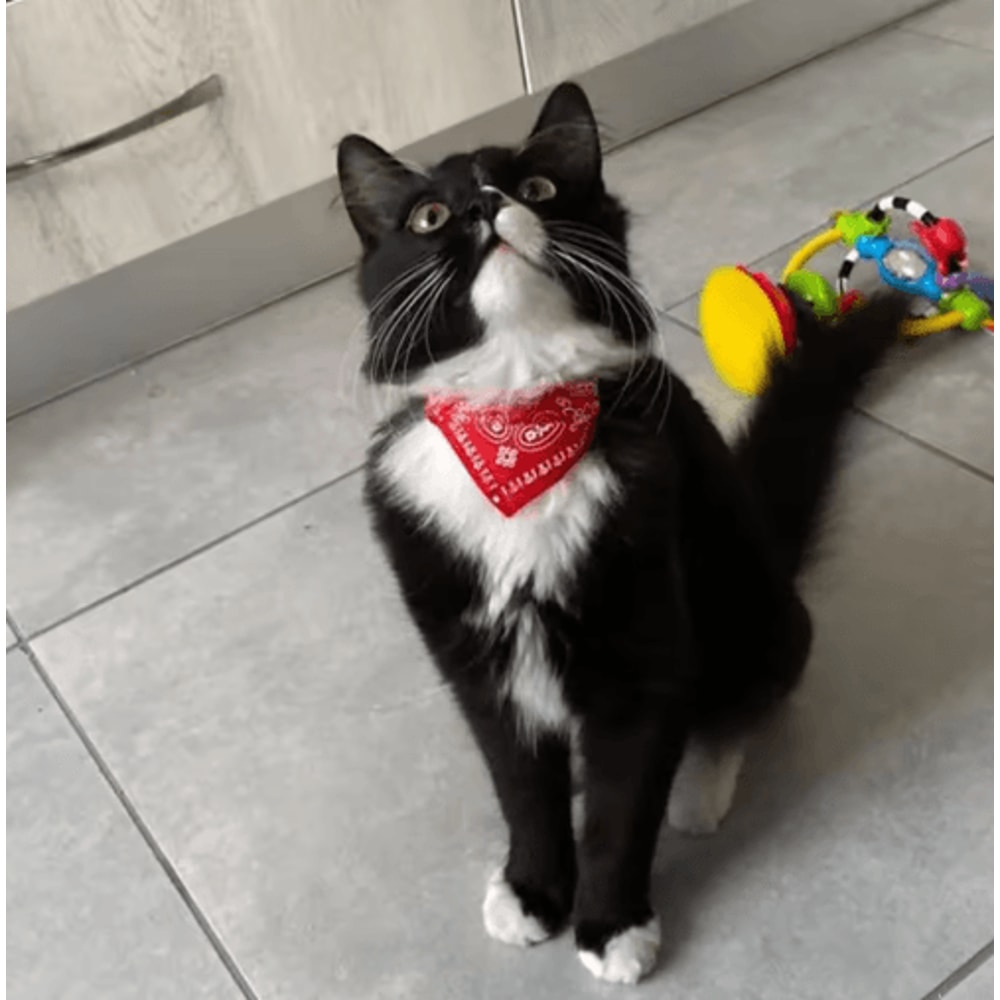 Cute Printed Bandana Pet Collar Adjustable Triangle Scarf For Cats Kittens Small Dogs 13
