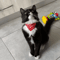 Cute Printed Bandana Pet Collar Adjustable Triangle Scarf For Cats Kittens Small Dogs 13