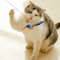 Feather Bird Cat Teaser Refill Interactive Suction Cup Wand Replacement Toy For Cats 8