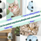 Purr Fresh Natural Catnip Wall Ball Teeth Cleaning Lick Chew Toy For Cats 7