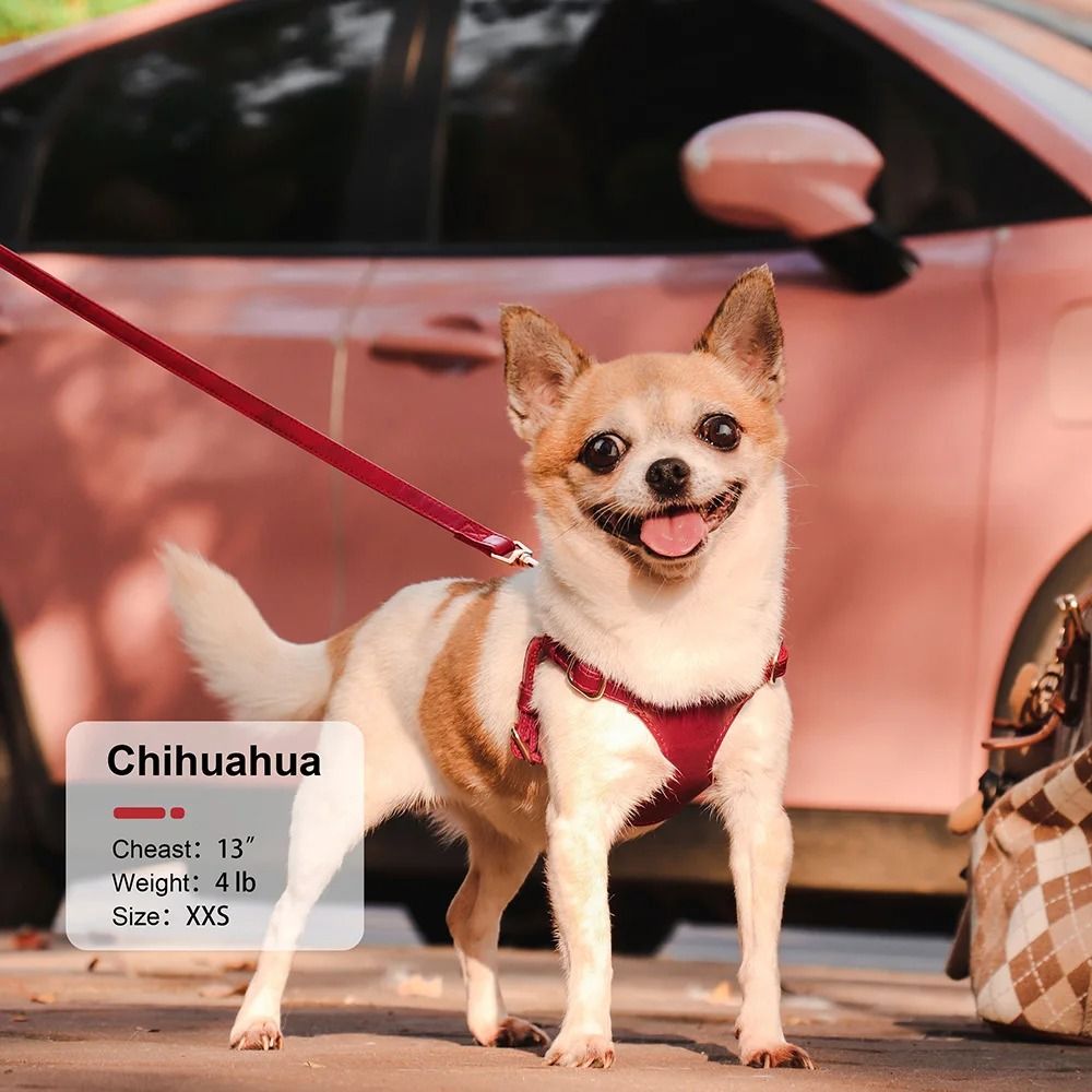 Soft Genuine Leather Dog Harness And Leash Set For Small Medium Pets 6