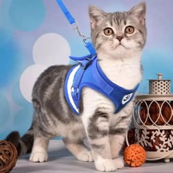 reflective mesh cat and small dog harness leash set