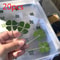 Lucky Four Leaf Clover Transparent Wishing Cards For Bookmarks And Decor 3