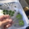 Lucky Four Leaf Clover Transparent Wishing Cards For Bookmarks And Decor 1
