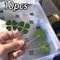 Lucky Four Leaf Clover Transparent Wishing Cards For Bookmarks And Decor 2