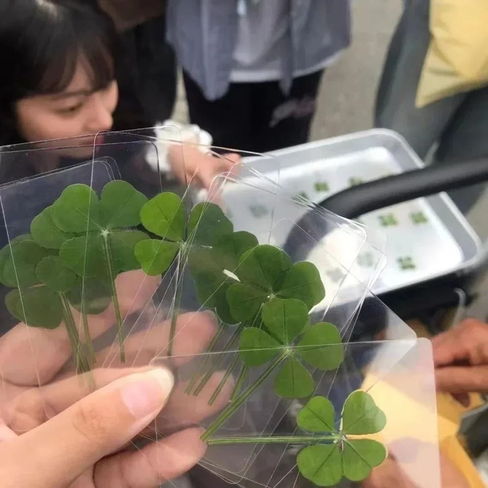 Lucky Four Leaf Clover Transparent Wishing Cards For Bookmarks And Decor 5