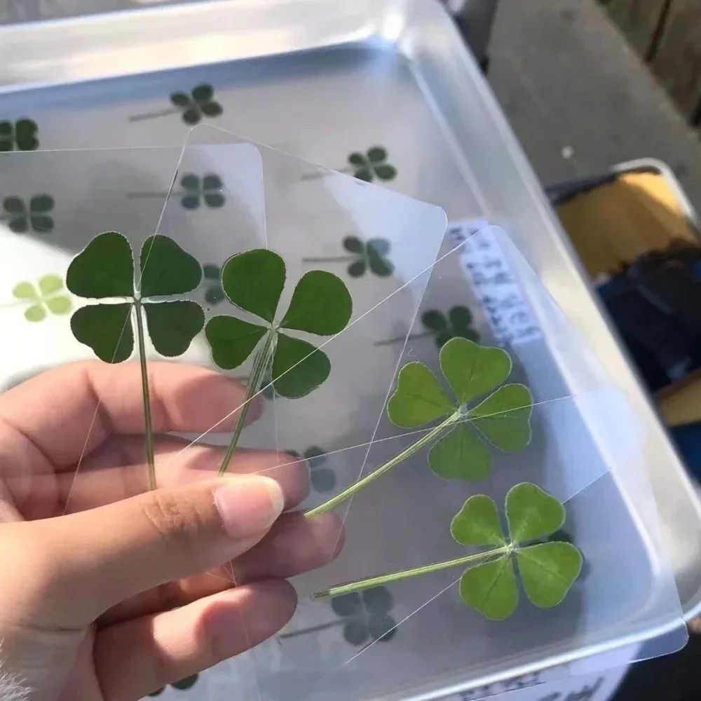 Lucky Four Leaf Clover Transparent Wishing Cards For Bookmarks And Decor 6