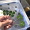 Lucky Four Leaf Clover Transparent Wishing Cards For Bookmarks And Decor 6