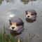 Floating Otter Garden Ornament Resin Pond Decoration For Fish Tanks 4