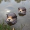 Floating Otter Garden Ornament Resin Pond Decoration For Fish Tanks 4