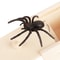 Wooden Spider Prank Box Funny Scare Trick Gift Toy 6