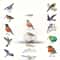 Waterproof Bird Sticker Set For Scrapbooking Journals And Gifts 500pcs 5