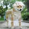 Transparent Waterproof Dog Raincoat Hooded Puppy Rain Jacket For Small Dogs 10