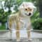 Transparent Waterproof Dog Raincoat Hooded Puppy Rain Jacket For Small Dogs 6