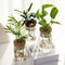Desktop Hydroponic Plant Propagation Glass Vase 5
