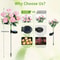GlowBloom Solar Flower Garden Lights Camellia Outdoor Landscape Path Decor 5
